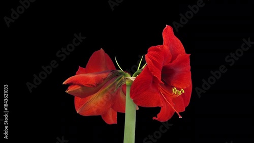 Time lapse of growing, opening and rotating red amaryllis OLAF Christmas flower isolated on black background