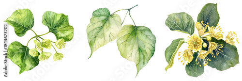 Vivid watercolor linden leaves and flowers showcasing their intricate details and vibrant colors, evoking sense of nature beauty