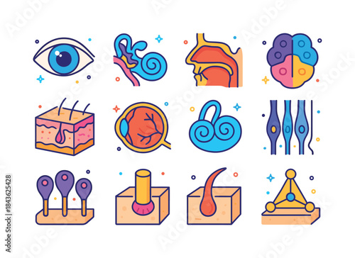 Colorful Sensory Organs Icons. Sensory Organs. Colorful isometri
