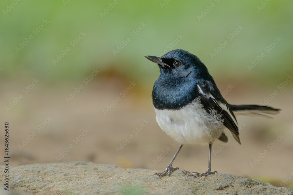 Obraz premium Oriental Magpie-Robin male sitting on a rock