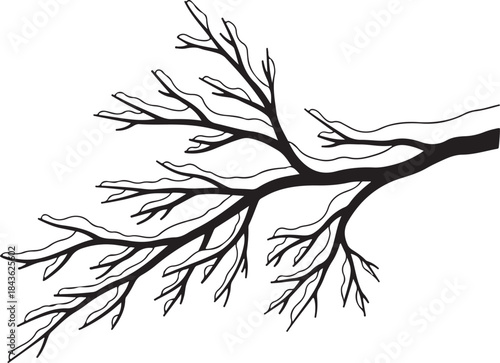 Black and white of a tree branch with intricate root-like structures extending outward roots nature