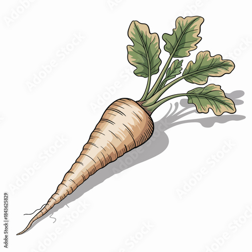 An intricately illustrated parsnip root, showcasing its earthy colors and distinct shape, symbolizing freshness and the connection to natural, healthy living.
