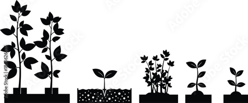 Plant growth stages, seedling silhouette, flowering plant, soil texture, leaf arrangement, gardening icon, botanical vector, agriculture design, black illustration, nature cycle