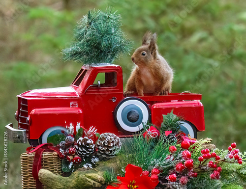 Red squirrel in a Christmas scene with a red truck, Christmas tree and other decorations 