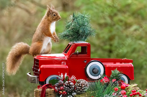 Red squirrel in a Christmas scene with a red truck, Christmas tree and other decorations 
