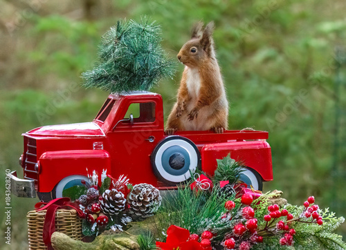 Red squirrel in a Christmas scene with a red truck, Christmas tree and other decorations 