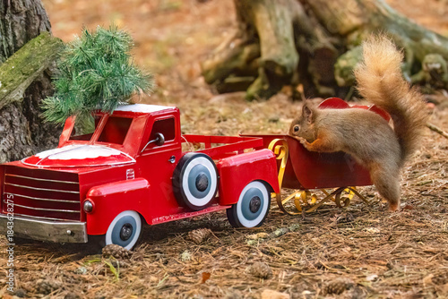 Red squirrel in a Christmas scene with a red truck, Christmas tree and other decorations 