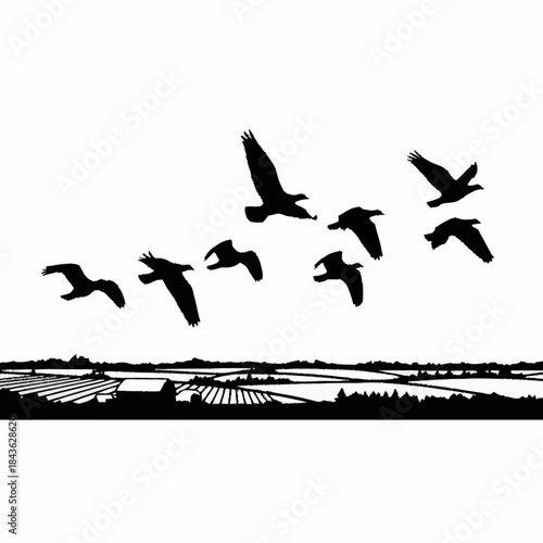 Silhouettes of birds in flight over a rural landscape.