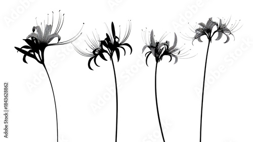 Silhouette vector design for black vinyl stickers