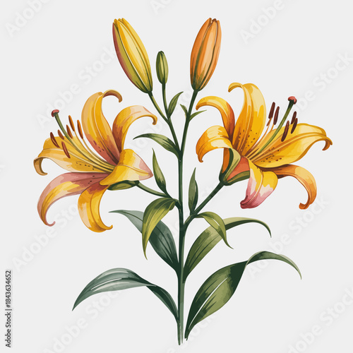 This image features a stunning arrangement of yellow lilies in full bloom, showcasing their vibrant colors and delicate petals set against a clean white background.