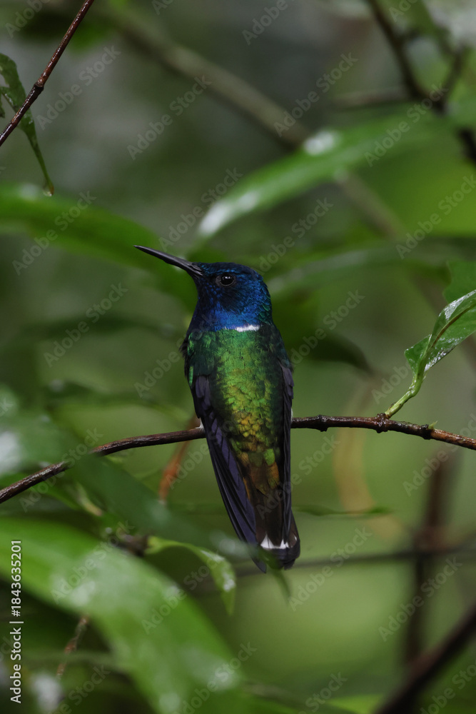 Fototapeta premium Hummingbird on a branch