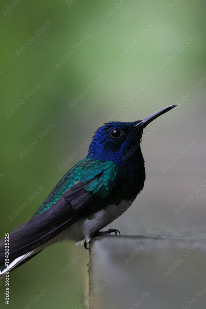 Fototapeta premium blue tailed hummingbird (close-up)