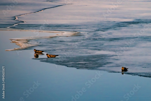 Wallpaper Mural Foki odpopczywające na lagunie lodowca Jökulsárlón Torontodigital.ca