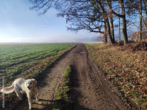 Nebellandschaft mit Hund