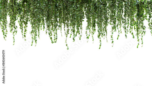 Hanging Green Vines with Fresh Leaves Against White Background