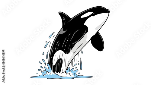 Jumping Orca Whale Illustration Killer Whale Breach Isolated on White Background