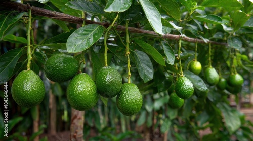 Wallpaper Mural Fresh and Ripe Avocados on a Tree Branch Surrounded by Lush Green Leaves in a Tropical Garden Setting Torontodigital.ca