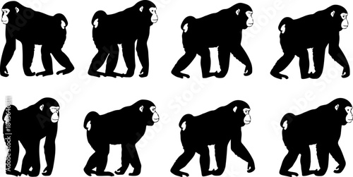 Monkey Silhouette Collection – Primate Poses Black Vector Set