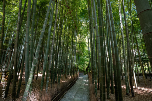 [神奈川県]鎌倉・報国寺の竹林