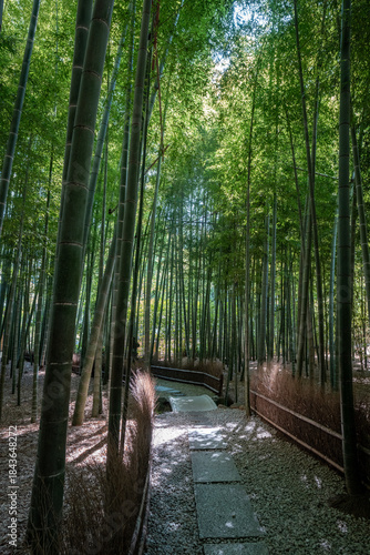[神奈川県]鎌倉・報国寺の竹林