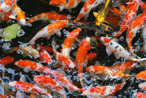 Japanese Carp koi fish colorful swimming in a pond