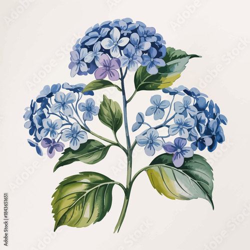 An elegant and intricately designed illustration of a bunch of blue hydrangea flowers, symbolizing beauty, serenity, and nature's artistry, perfect for floral decoration and design.