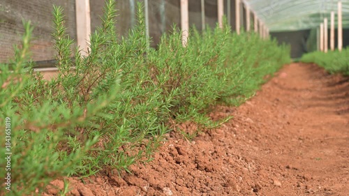 Lush rosemary plants growing in field with green house.