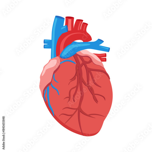 Human heart anatomy, medical vector illustration human internal organ - heart. Anatomical illustration of a human heart.