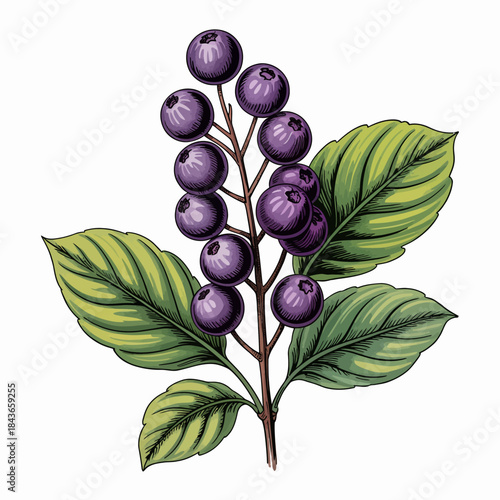 An artistic representation of blueberries on a branch with vibrant leaves, showcasing the beauty of nature and the appeal of fresh, organic produce.
