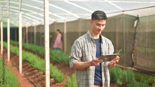 Agriculture man harvesting fresh rosemary with pruning shears, showing careful herb.