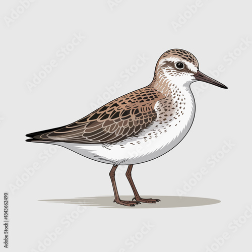 A beautifully illustrated shorebird stands still, showcasing its intricate feather patterns and details, representing the beauty and diversity of nature and avian life.