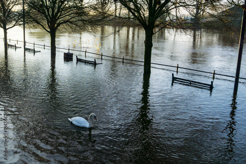 Swans on a flooded river