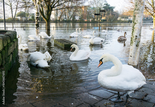 Swans on a flooded river