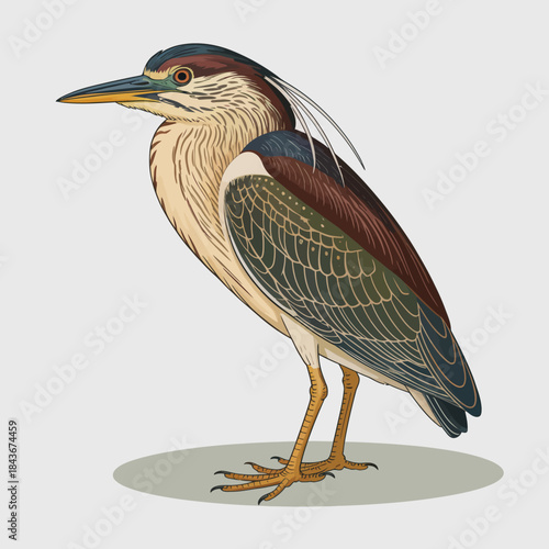 A stunning illustration of a heron showcasing its graceful posture and intricate feather patterns, emphasizing the elegance and beauty of wildlife in a serene environment.