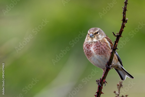Photography Male Linnet (Linaria cannabina) - Common in open country scrub and farmland acro