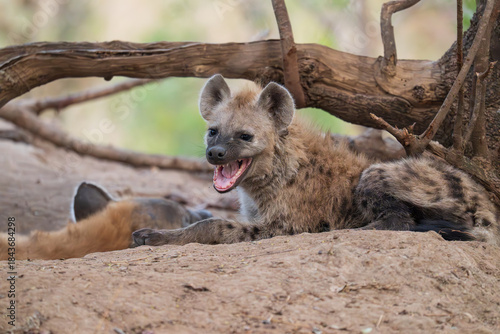 Young Spotted Hyena with mouth open near den in South Africa