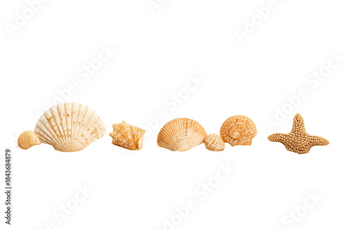 horizontal line of assorted beige sea shells and a small yellow starfish, no background svg