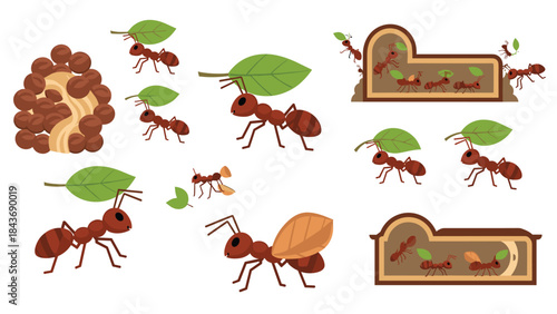 Detailed cartoon illustration set of ants at work, showing them carrying leaves, in their anthill, and interacting with each other.