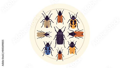 Diverse collection of colorful beetle specimens arranged neatly in a circular pattern on a light background for entomology study.