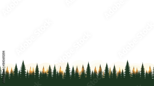 Forest of evergreen pine trees with warm sunrise light on horizon on white background