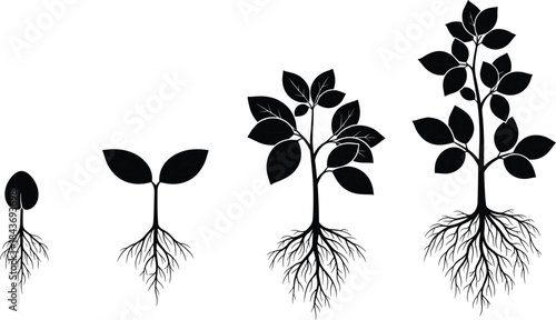 Plant growth stages silhouette showing seedling development to mature plant with roots, botanical life cycle illustration isolated on white background.