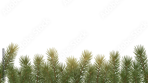 Christmas winter border with natural spruce branches and fir needles isolated on white