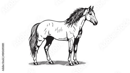 An elegant black and white line art illustration of a horse standing in profile with a flowing mane and tail, rendered with classic etching-style details — stock illustration.