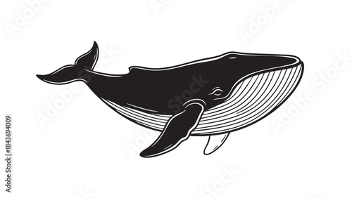 A majestic whale is depicted in a powerful, clean black and white vector illustration, ideal for nature and ocean-themed designs. — stock vector.