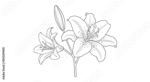 A beautiful and elegant black and white line art illustration of a lily flower with blossoms and a bud for coloring pages.