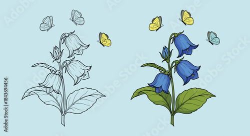 Botanical illustration of bluebell flowers with butterflies shown in both a detailed line art outline and a full color version.