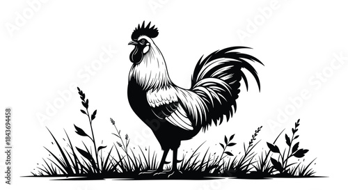 Powerful black and white ink drawing of a rooster in tall grass created in a classic woodcut or linocut illustration style.