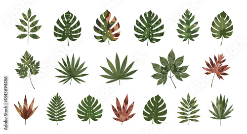 Collection of various green tropical leaves including monstera and palm with some featuring a unique camouflage pattern texture.
