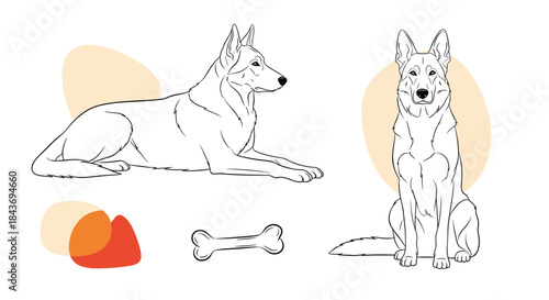 Minimalist line art illustration set of a German Shepherd dog in sitting and lying poses with abstract colored shapes.