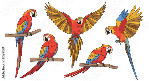 A beautiful collection of colorful scarlet macaw parrot illustrations in various dynamic poses like flying and perched on a branch.
